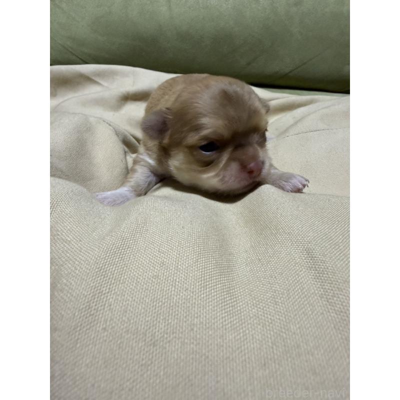 販売中の福岡県のチワワ(ロングコート)-455095の4枚目