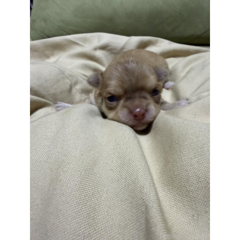 販売中の福岡県のチワワ(ロングコート)-455095の3枚目