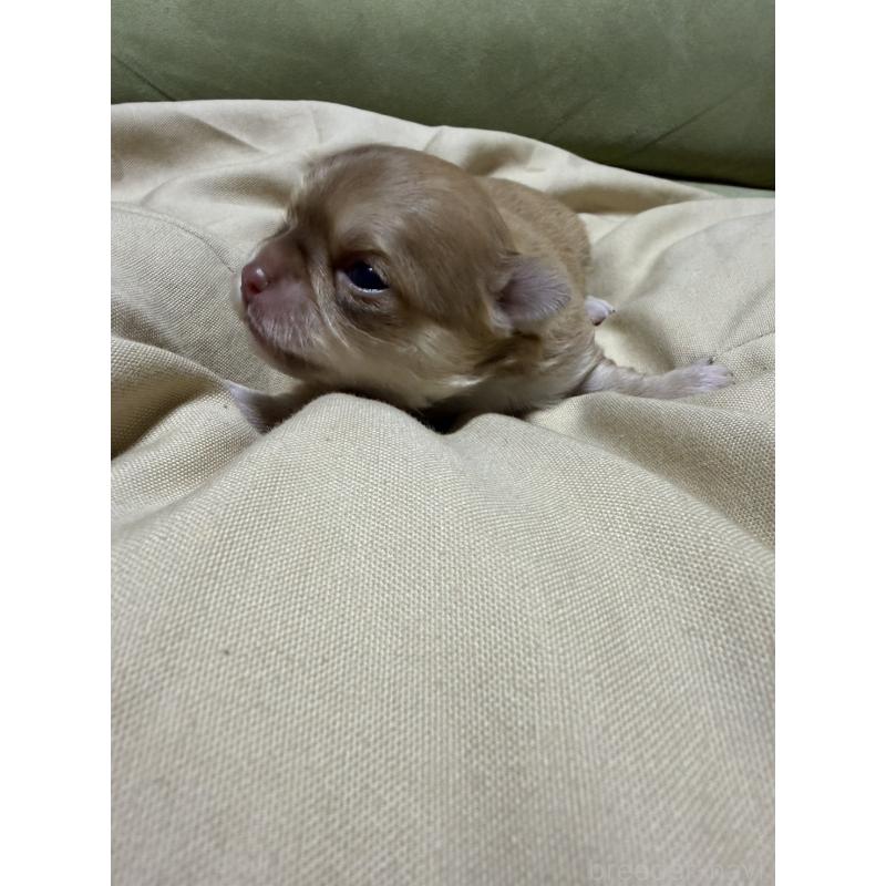 販売中の福岡県のチワワ(ロングコート)-455095の2枚目