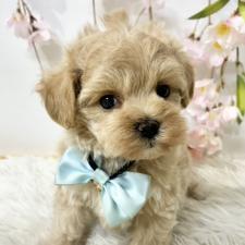 ♀︎マルプー:マルチーズ×トイプードル