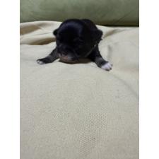 ♀︎チワワ(ロングコート)