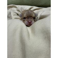 ♀︎チワワ(ロングコート)