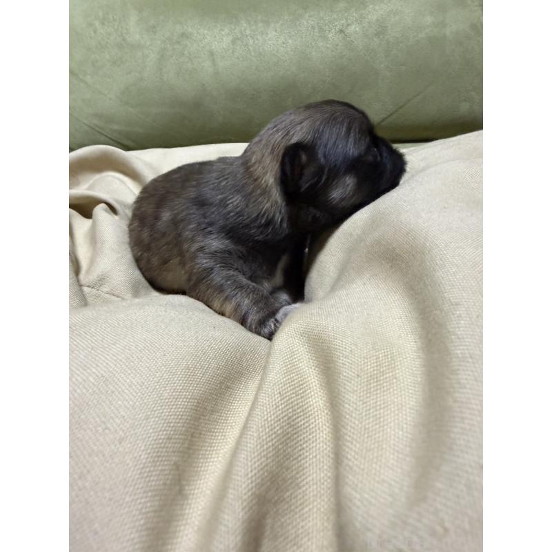 販売中の福岡県のチワワ(ロングコート)-455096の6枚目