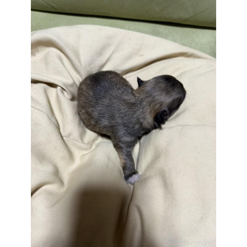 販売中の福岡県のチワワ(ロングコート)-455096の5枚目