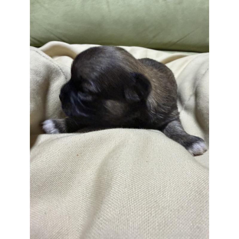 販売中の福岡県のチワワ(ロングコート)-455096の4枚目