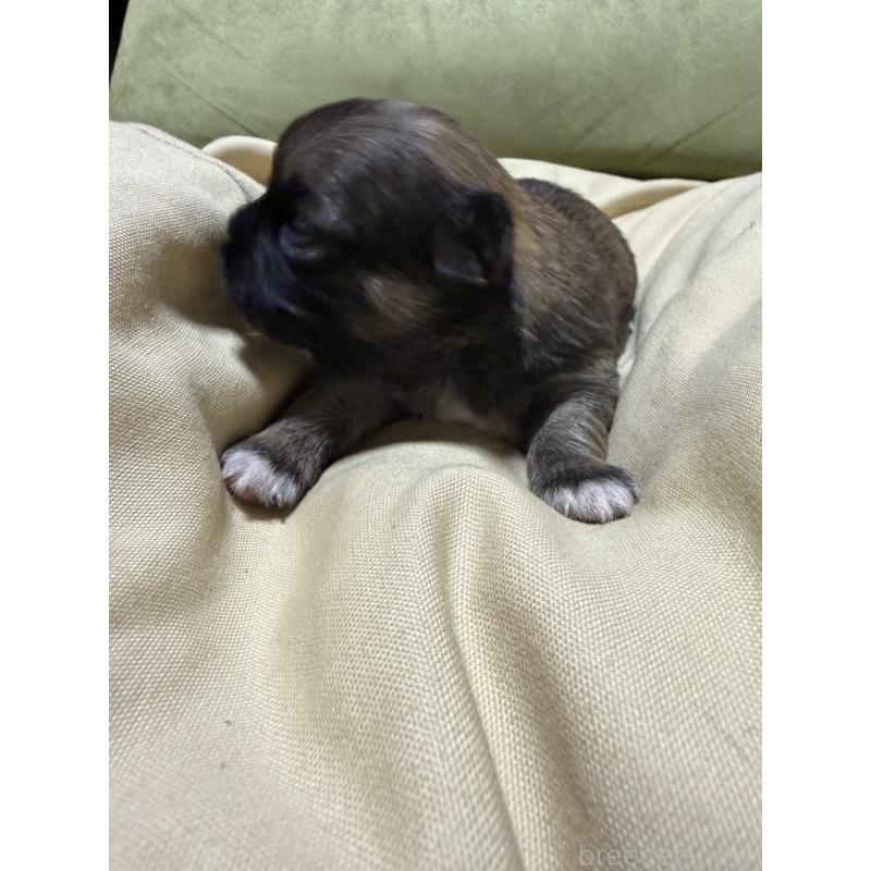 販売中の福岡県のチワワ(ロングコート)-455096の3枚目