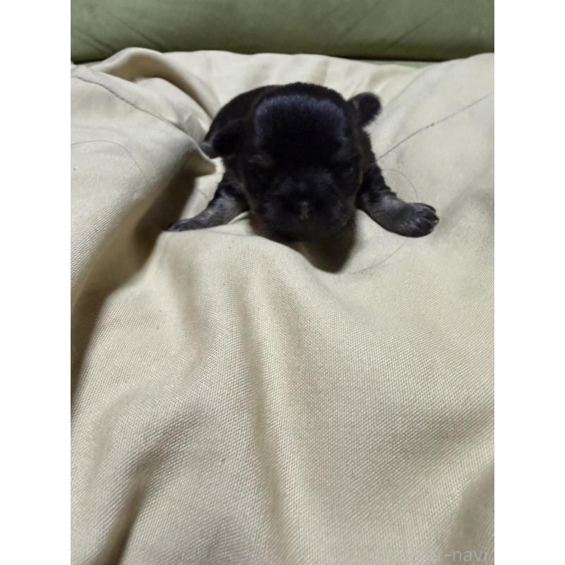 販売中の福岡県のチワワ(ロングコート)-455097の6枚目