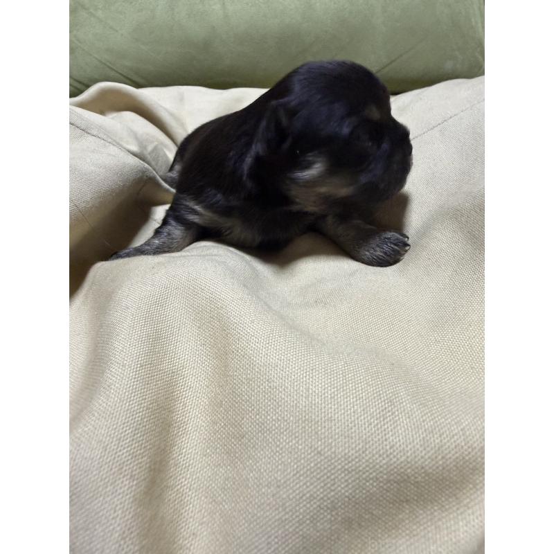 販売中の福岡県のチワワ(ロングコート)-455097の5枚目