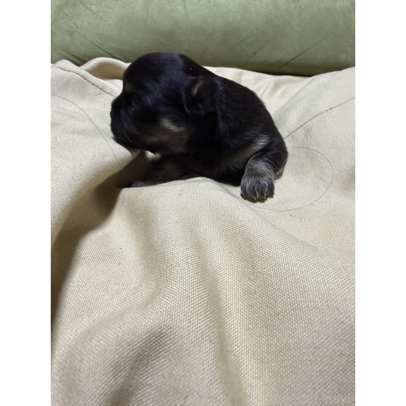 販売中の福岡県のチワワ(ロングコート)-455097の4枚目