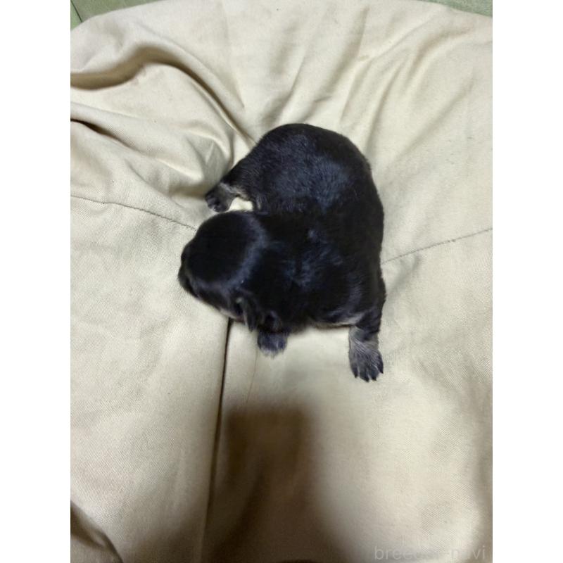 販売中の福岡県のチワワ(ロングコート)-455097の3枚目