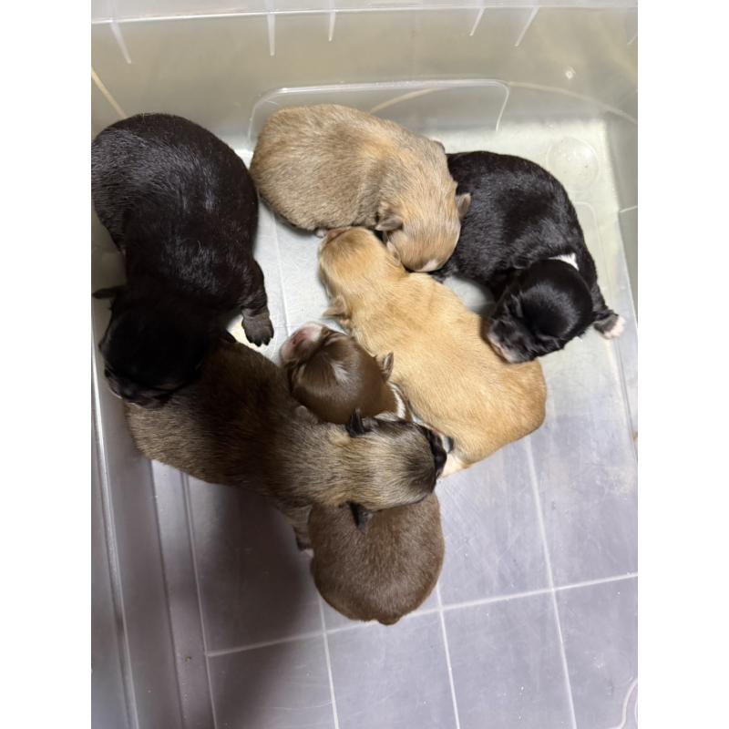 販売中の福岡県のチワワ(ロングコート)-455097の2枚目