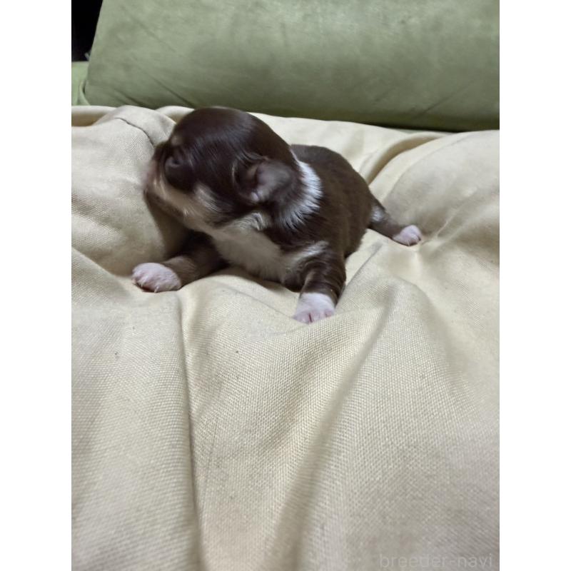 販売中の福岡県のチワワ(ロングコート)-455098の7枚目