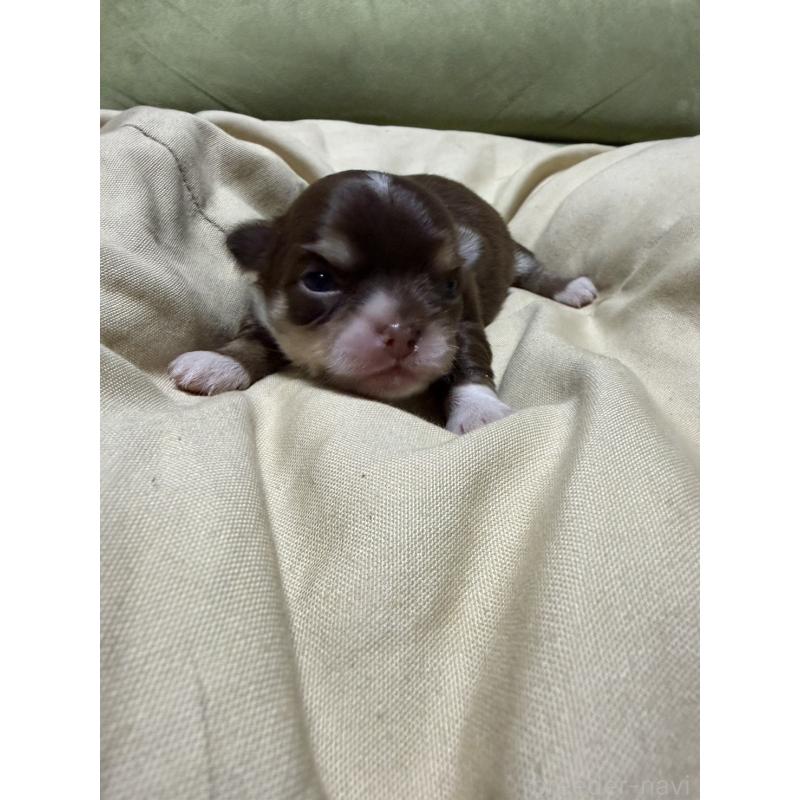 販売中の福岡県のチワワ(ロングコート)-455098の6枚目