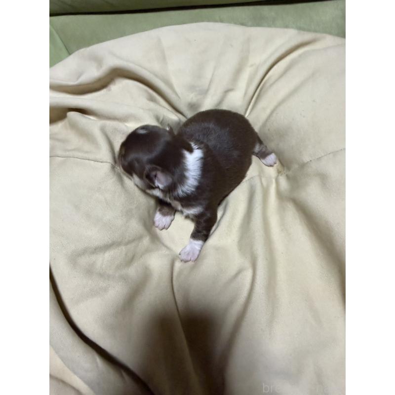 販売中の福岡県のチワワ(ロングコート)-455098の5枚目