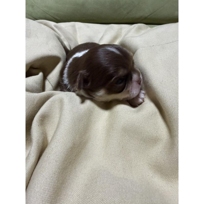 販売中の福岡県のチワワ(ロングコート)-455098の4枚目