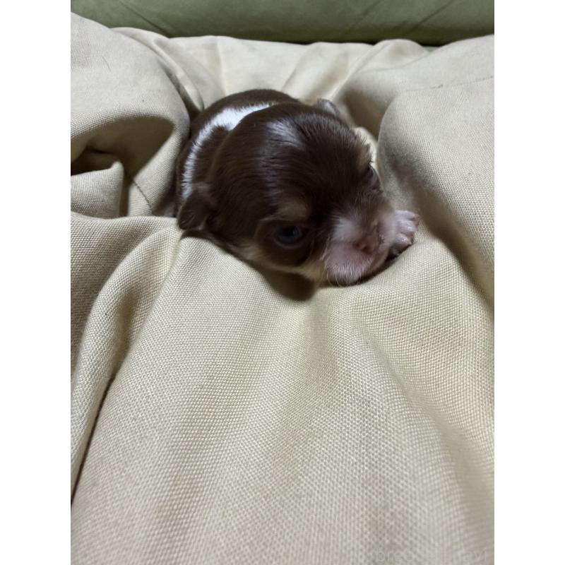 販売中の福岡県のチワワ(ロングコート)-455098の3枚目