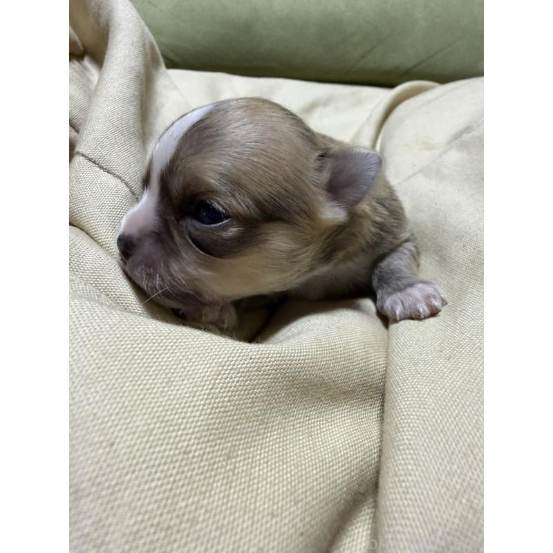 販売中の福岡県のチワワ(ロングコート)-455099の9枚目