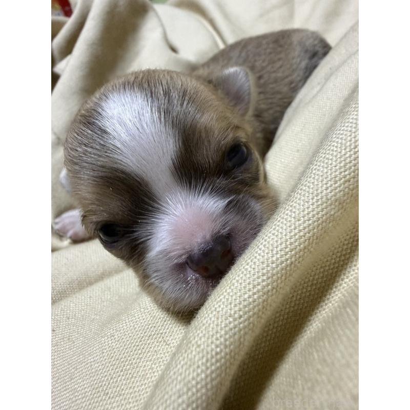 販売中の福岡県のチワワ(ロングコート)-455099の7枚目