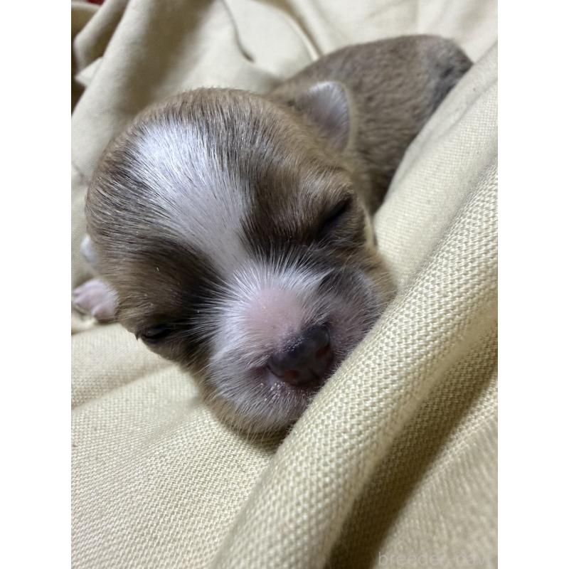 販売中の福岡県のチワワ(ロングコート)-455099の6枚目