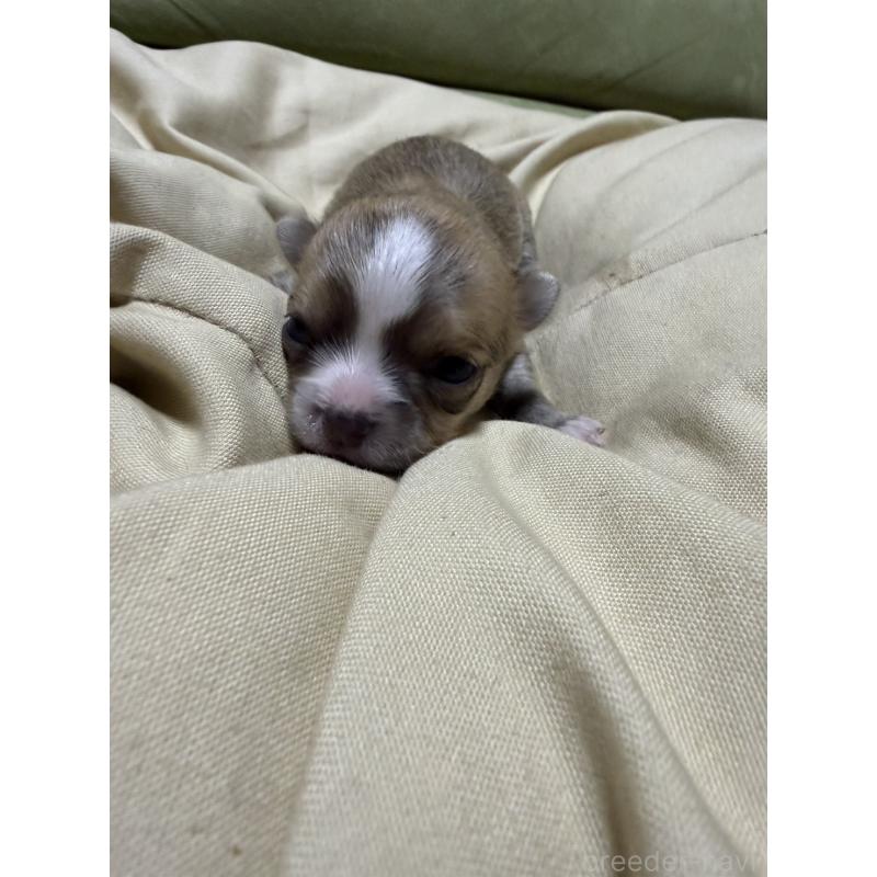 販売中の福岡県のチワワ(ロングコート)-455099の5枚目