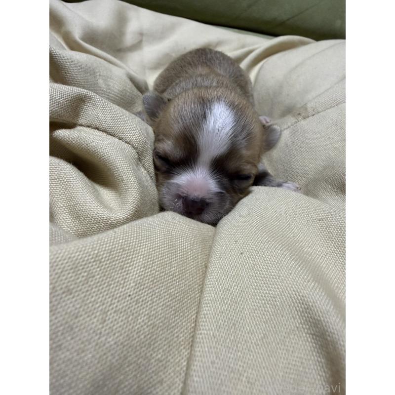 販売中の福岡県のチワワ(ロングコート)-455099の4枚目