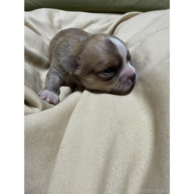 販売中の福岡県のチワワ(ロングコート)-455099の3枚目