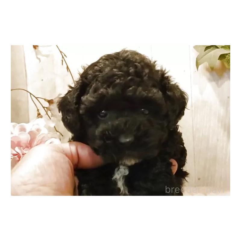 販売中の愛知県のティーカッププードル-455100の7枚目