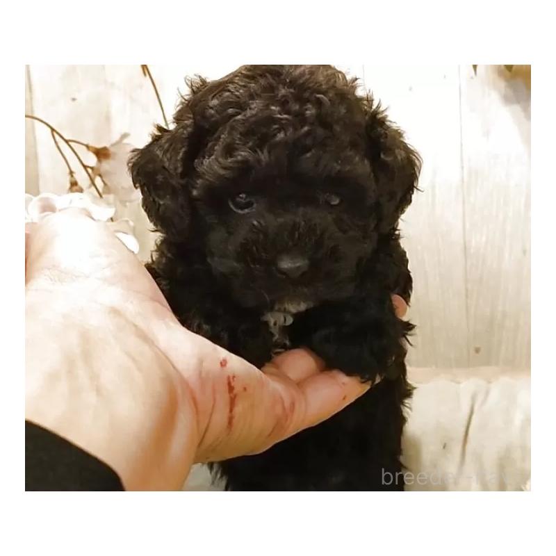 販売中の愛知県のティーカッププードル-455100の6枚目