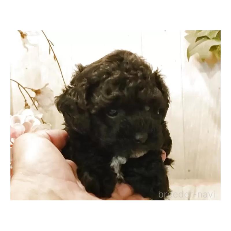 販売中の愛知県のティーカッププードル-455100の5枚目