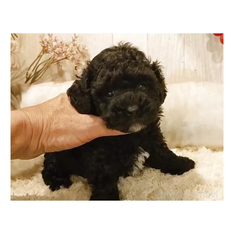 販売中の愛知県のティーカッププードル-455100の4枚目