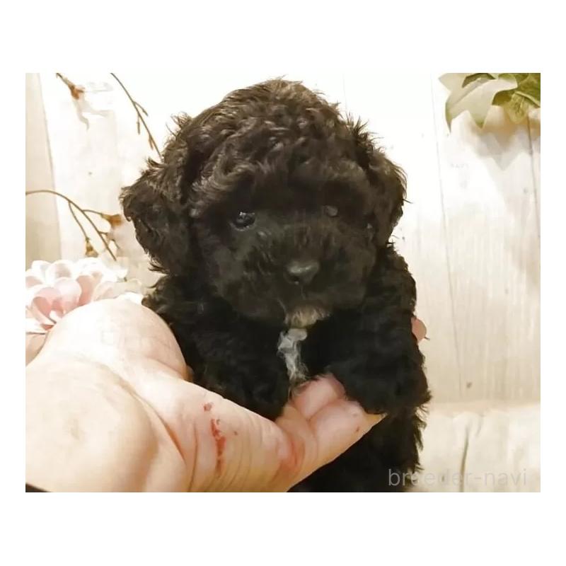 販売中の愛知県のティーカッププードル-455100の3枚目