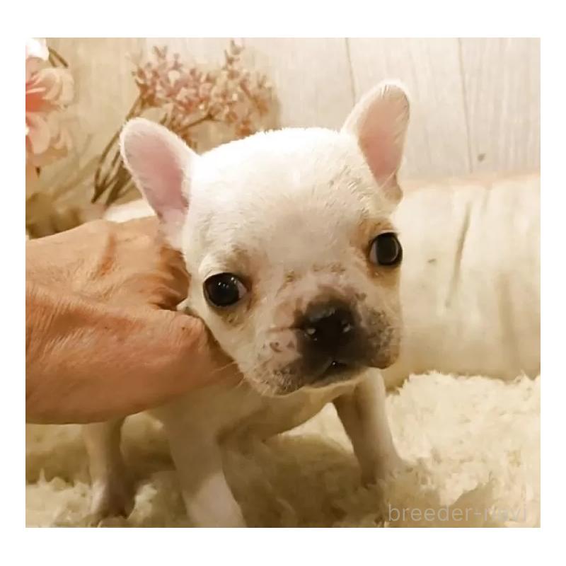 販売中の愛知県のフレンチブルドッグ-455101の6枚目