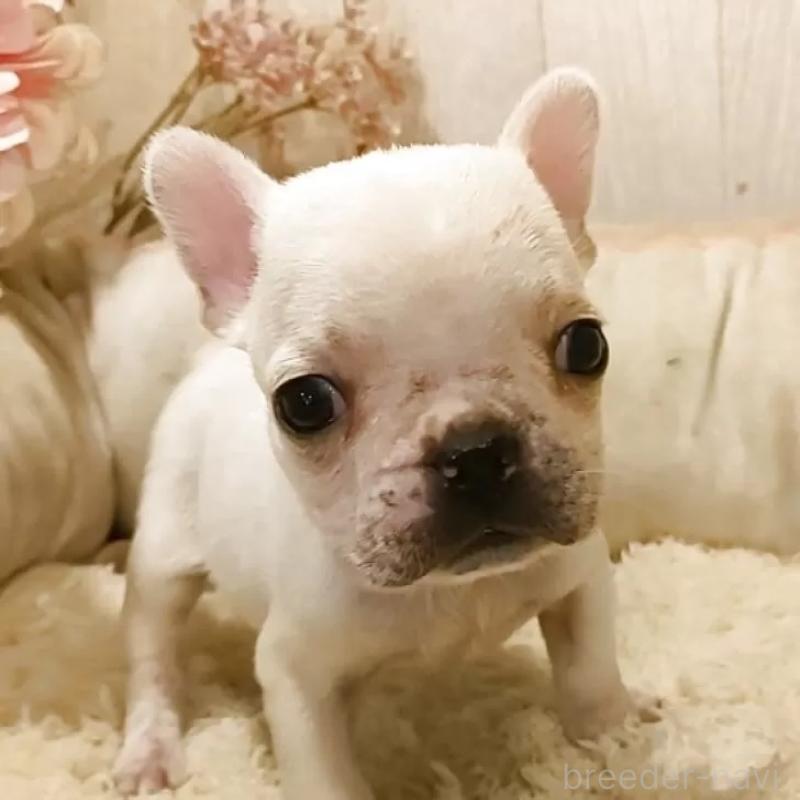 販売中の愛知県のフレンチブルドッグ-455101の5枚目