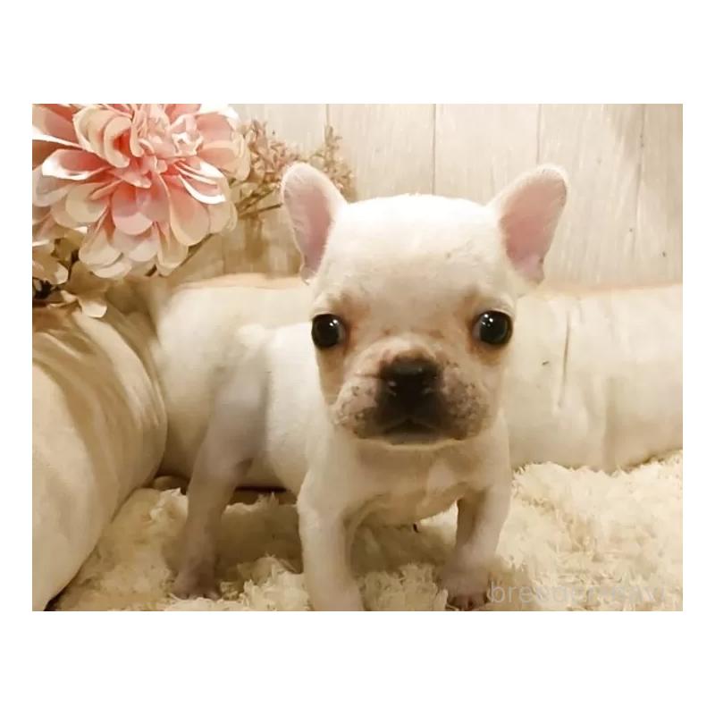販売中の愛知県のフレンチブルドッグ-455101の4枚目