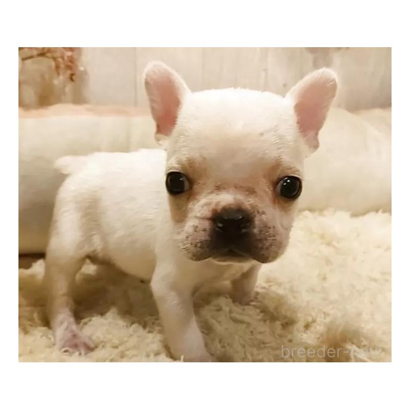 販売中の愛知県のフレンチブルドッグ-455101の3枚目