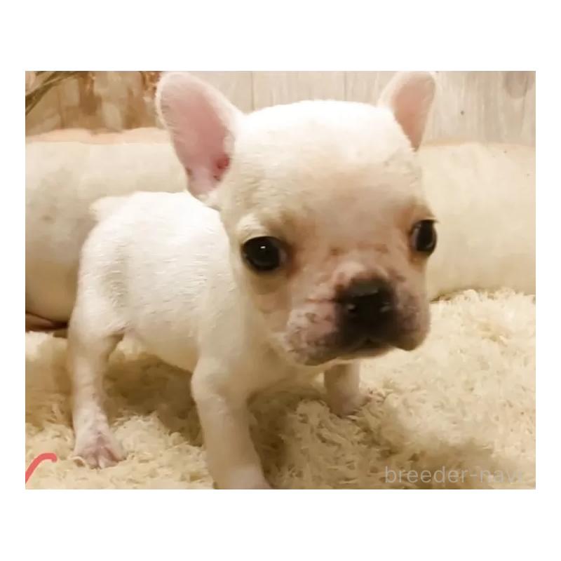 販売中の愛知県のフレンチブルドッグ-455101の2枚目