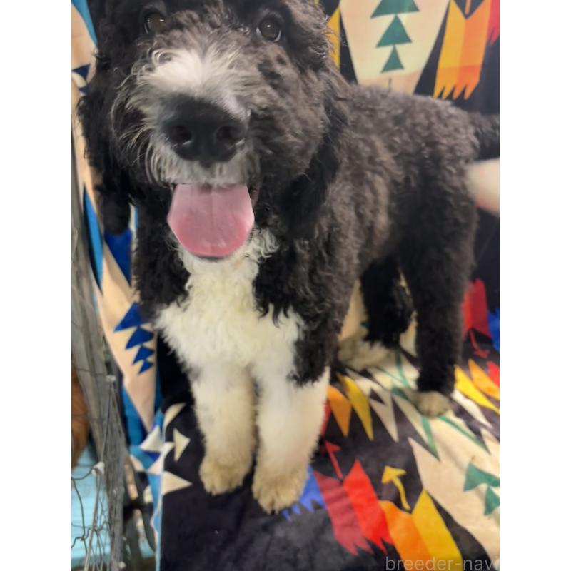 販売中の茨城県のバーニードゥードル:バーニーズ×スタンダードプードル-430232の2枚目