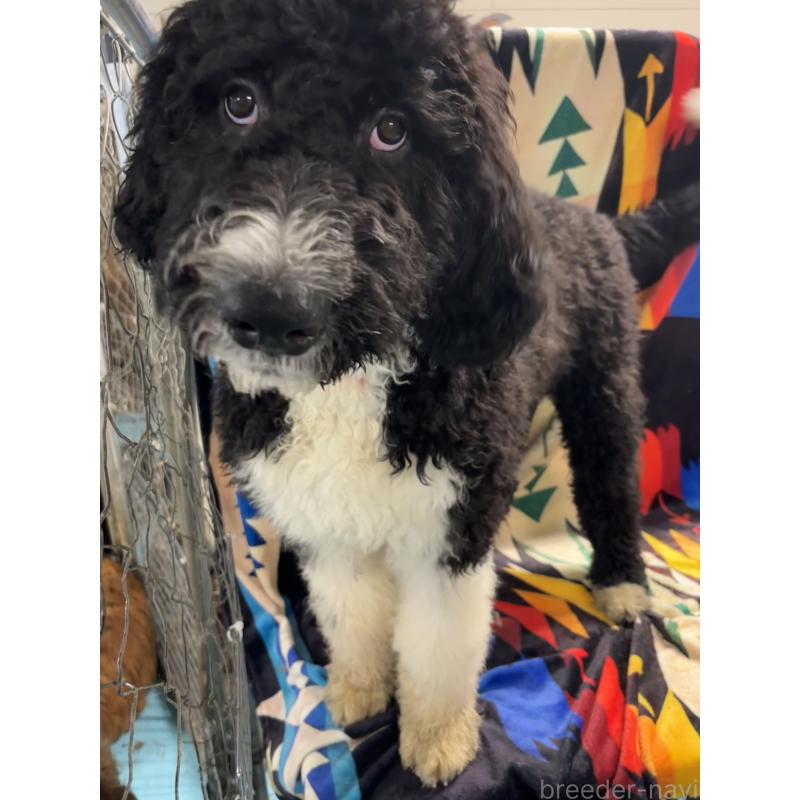 販売中の茨城県のバーニードゥードル:バーニーズ×スタンダードプードル-430232