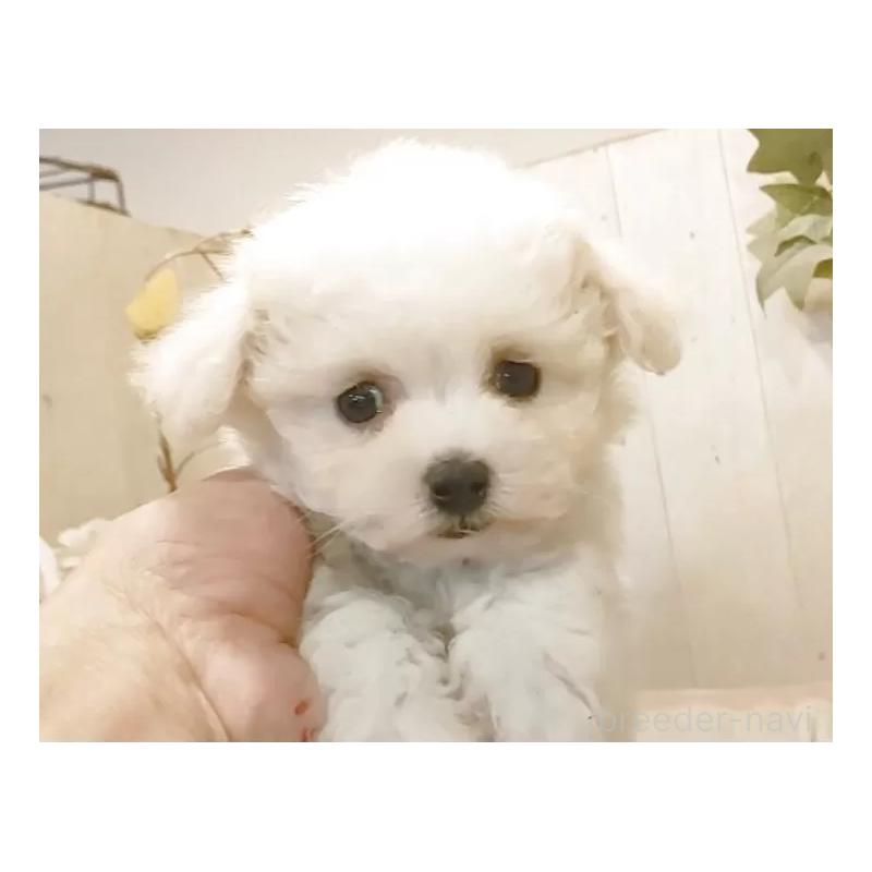 販売中の愛知県のビションフリーゼ-455102の7枚目