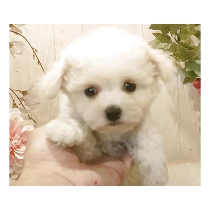 販売中の愛知県のビションフリーゼ-455102の6枚目