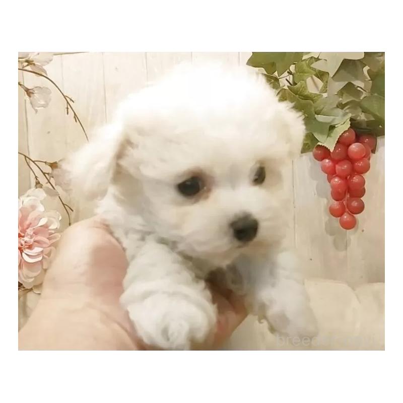 販売中の愛知県のビションフリーゼ-455102の5枚目