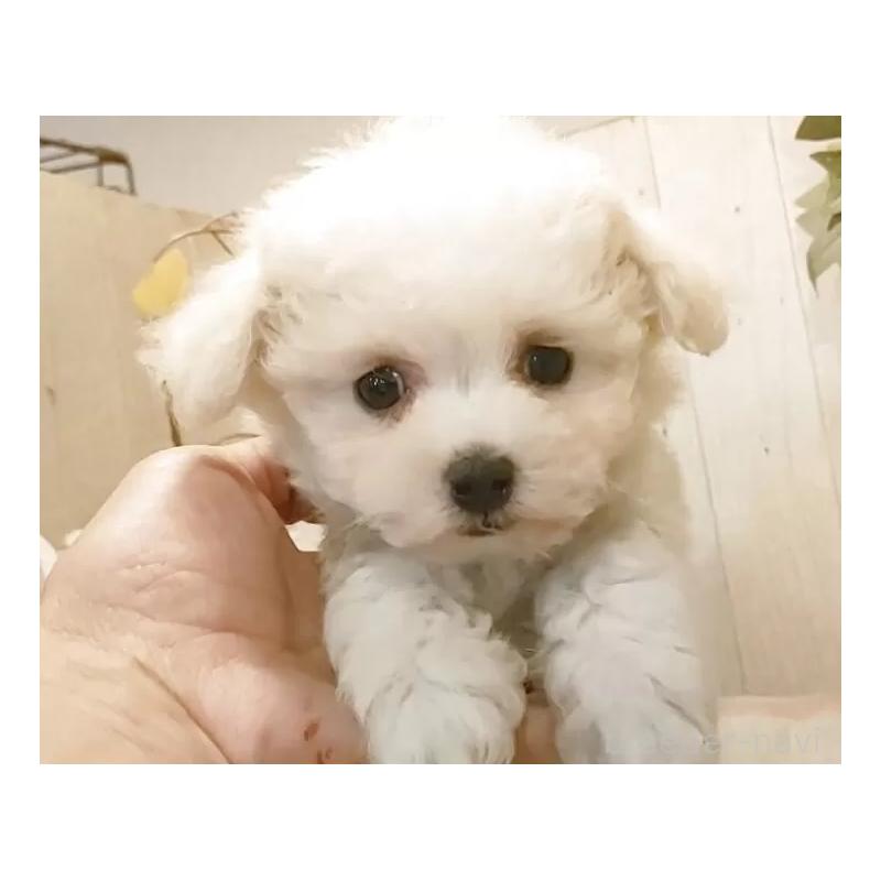 販売中の愛知県のビションフリーゼ-455102の4枚目