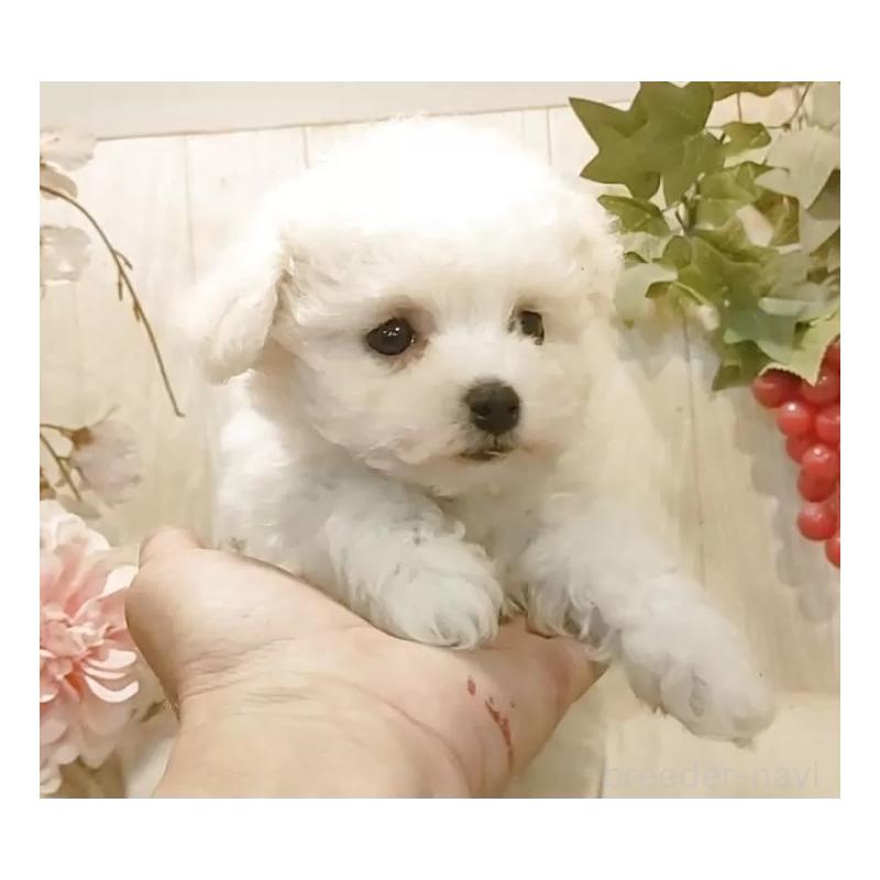 販売中の愛知県のビションフリーゼ-455102の2枚目