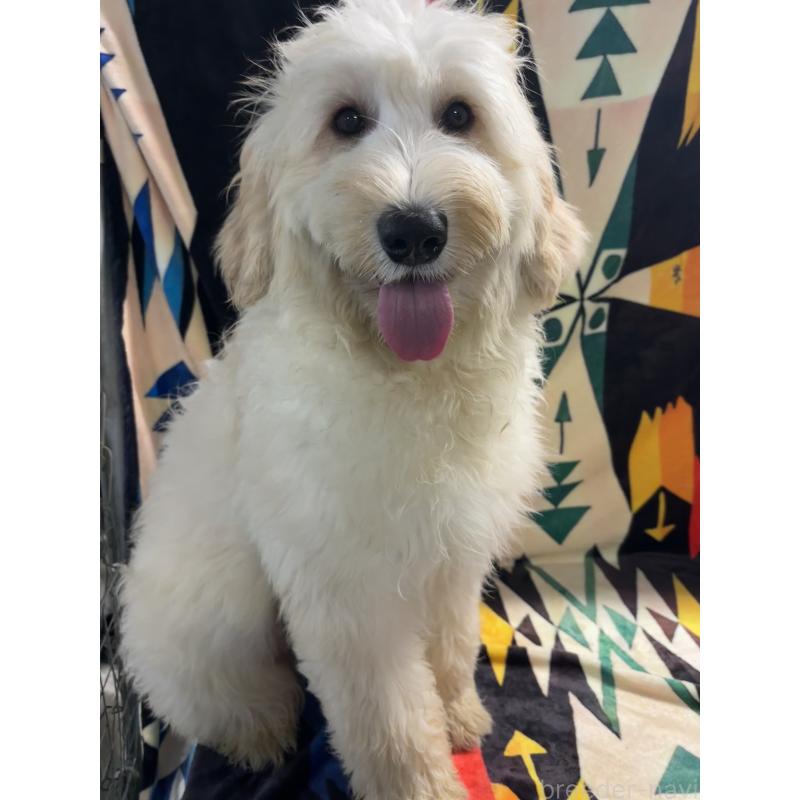 販売中の茨城県のバーニードゥードル:バーニーズ×スタンダードプードル-422460の3枚目