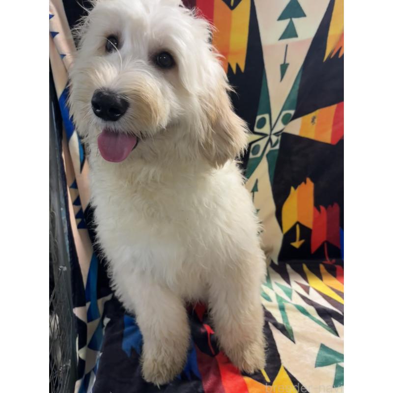 販売中の茨城県のバーニードゥードル:バーニーズ×スタンダードプードル-422460の2枚目