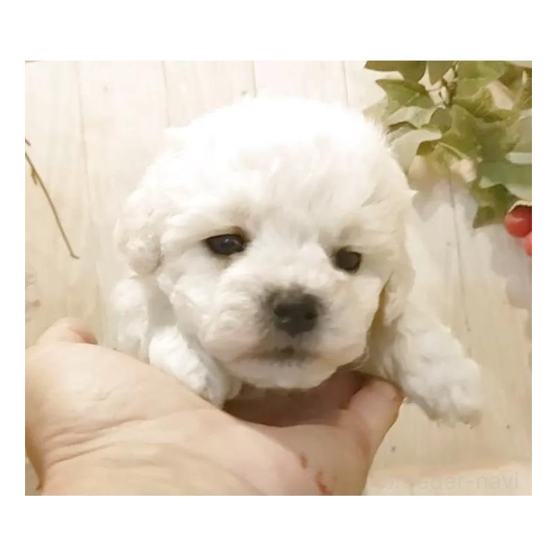 販売中の愛知県のビションフリーゼ-455103の6枚目