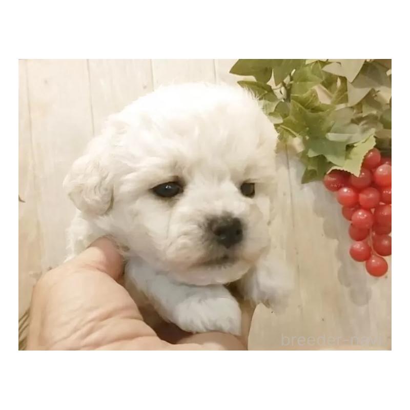 販売中の愛知県のビションフリーゼ-455103の2枚目