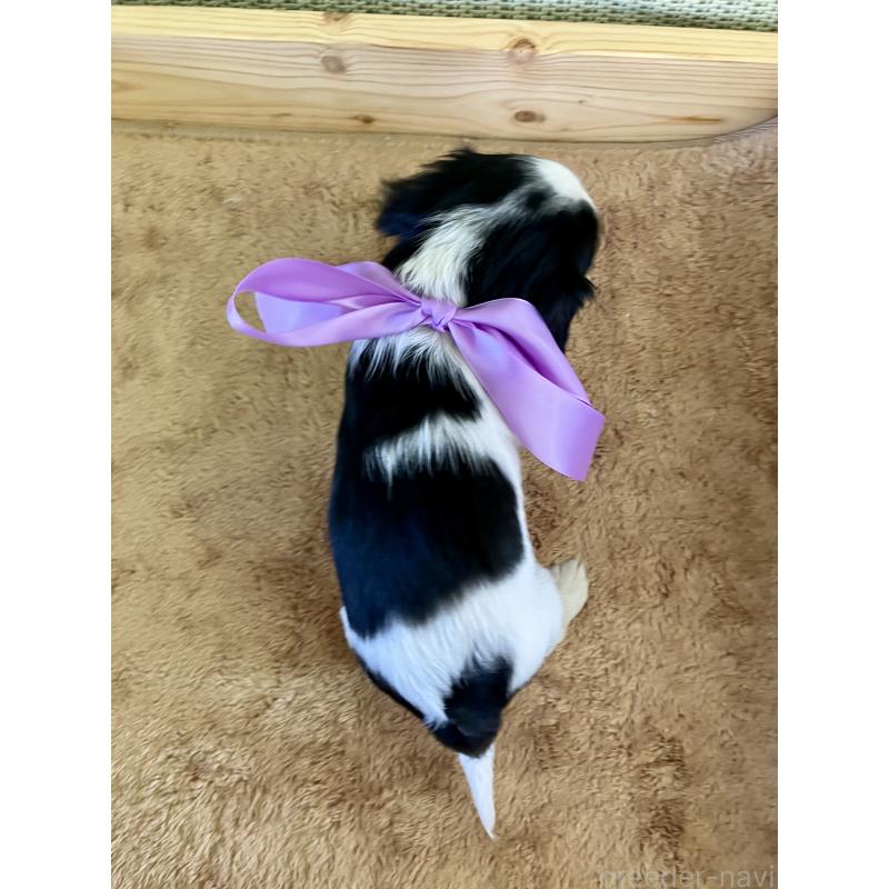 販売中の埼玉県のキャバリアキングチャールズスパニエル-455104の5枚目