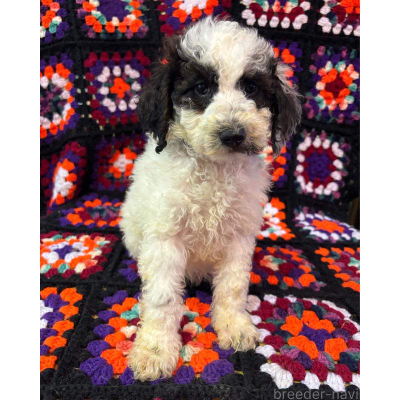 販売中の茨城県のミディアムプードル-455105の3枚目