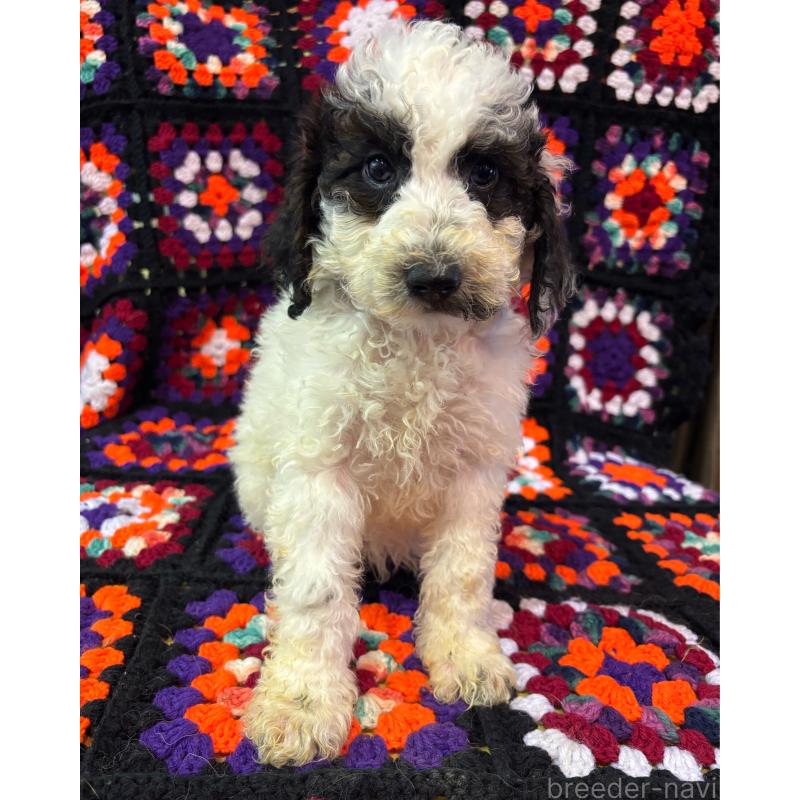 販売中の茨城県のミディアムプードル-455105の2枚目